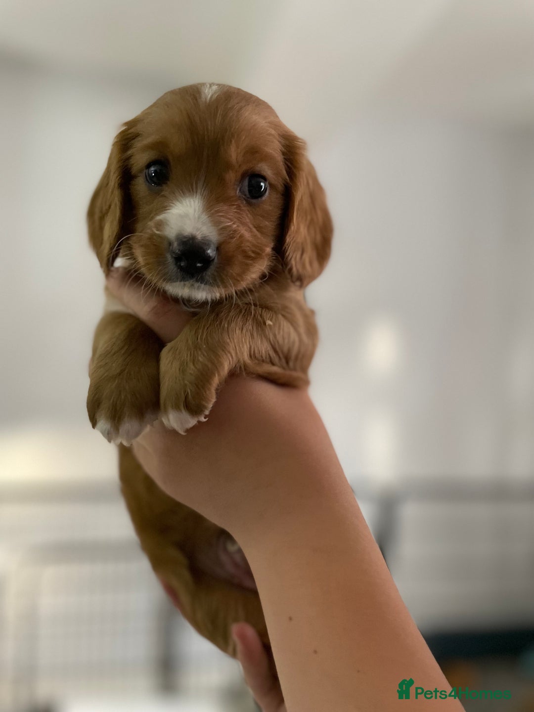 Mixed Breed dogs for sale: Beautiful Cavapoo puppies  - Image 12