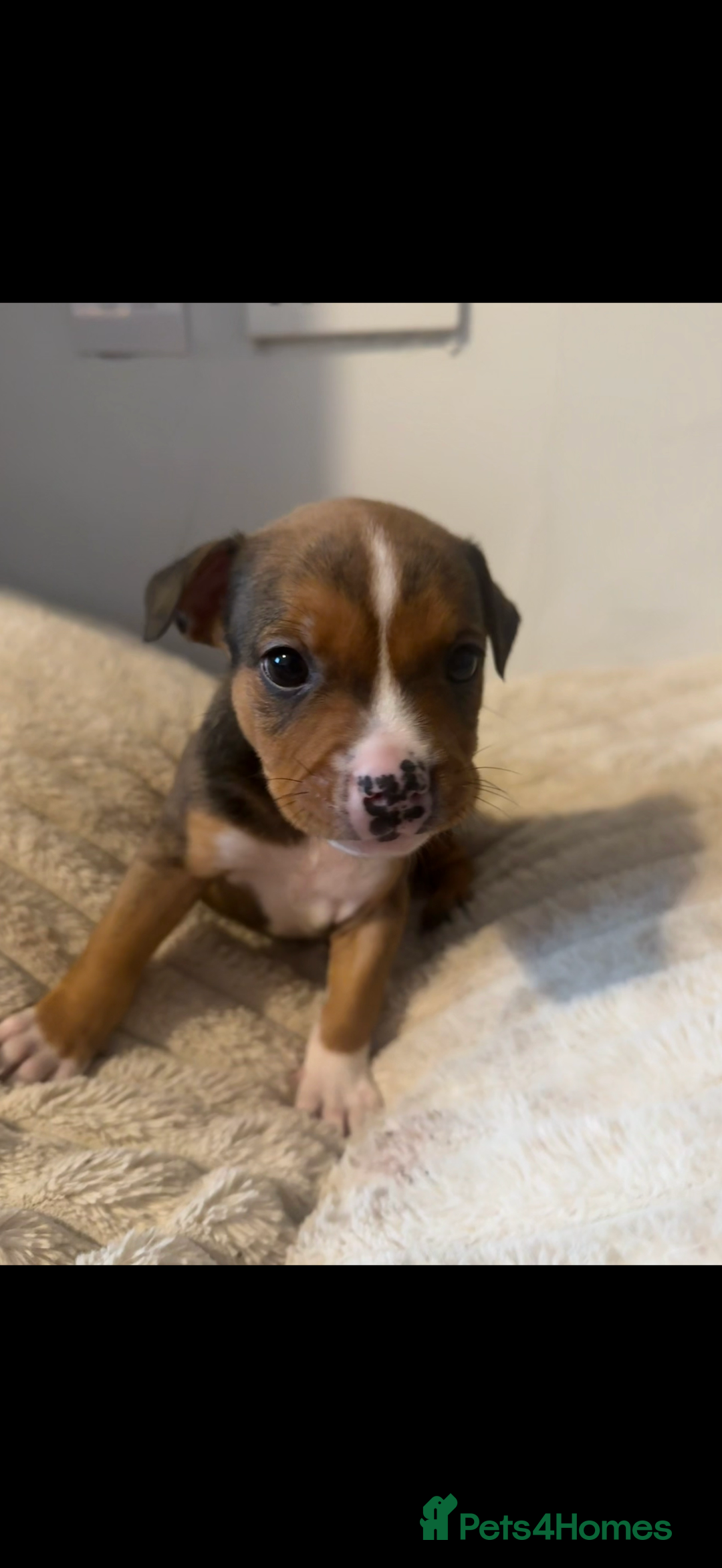 Mixed Breed dogs for sale: 7 Gorgeous Lurcher x Pocket Bully Pups  - Advert 22