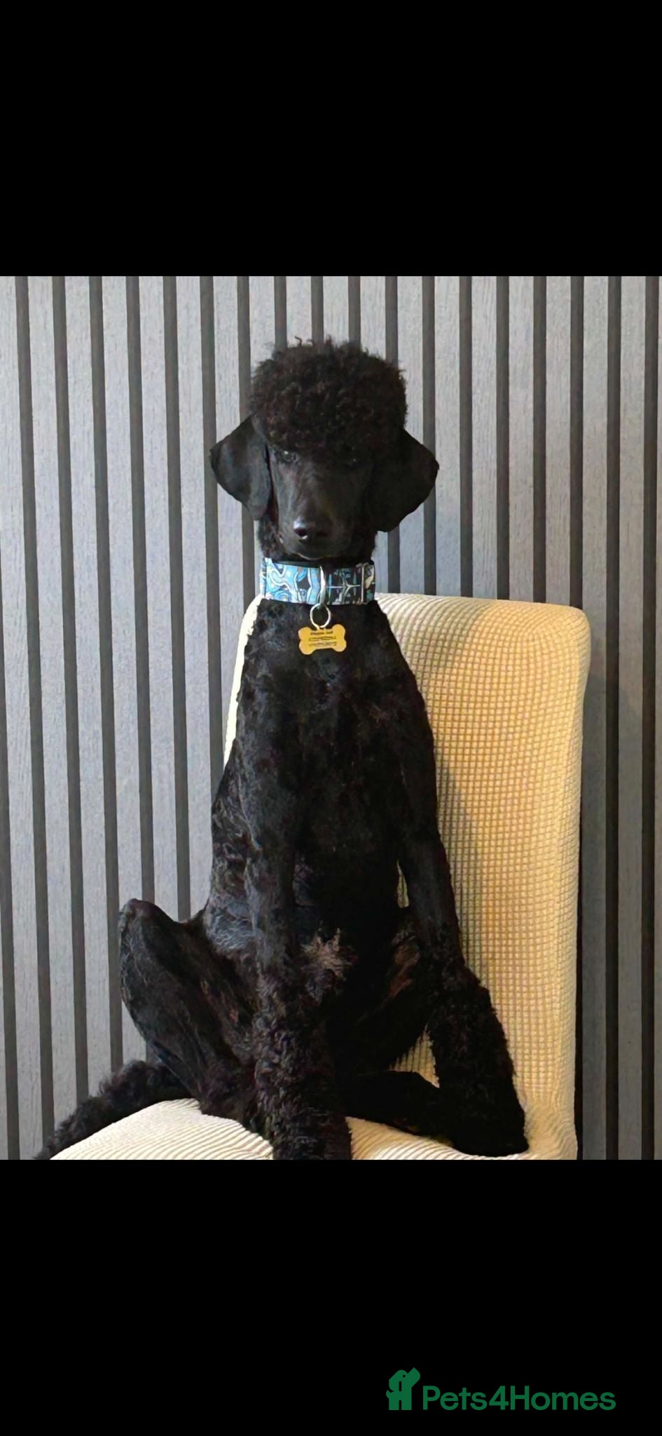 Standard Poodle dogs Standard poodle  - Advert 1