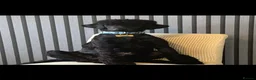 Standard Poodle dogs for sale: Standard poodle  - Advert 1