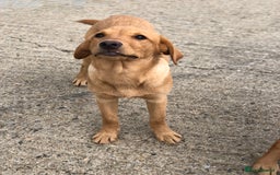 Labrador Retriever dogs for sale: Foxred/Yellow Labradors 5* Licensed Breeder in Catterick Garrison - Image 5
