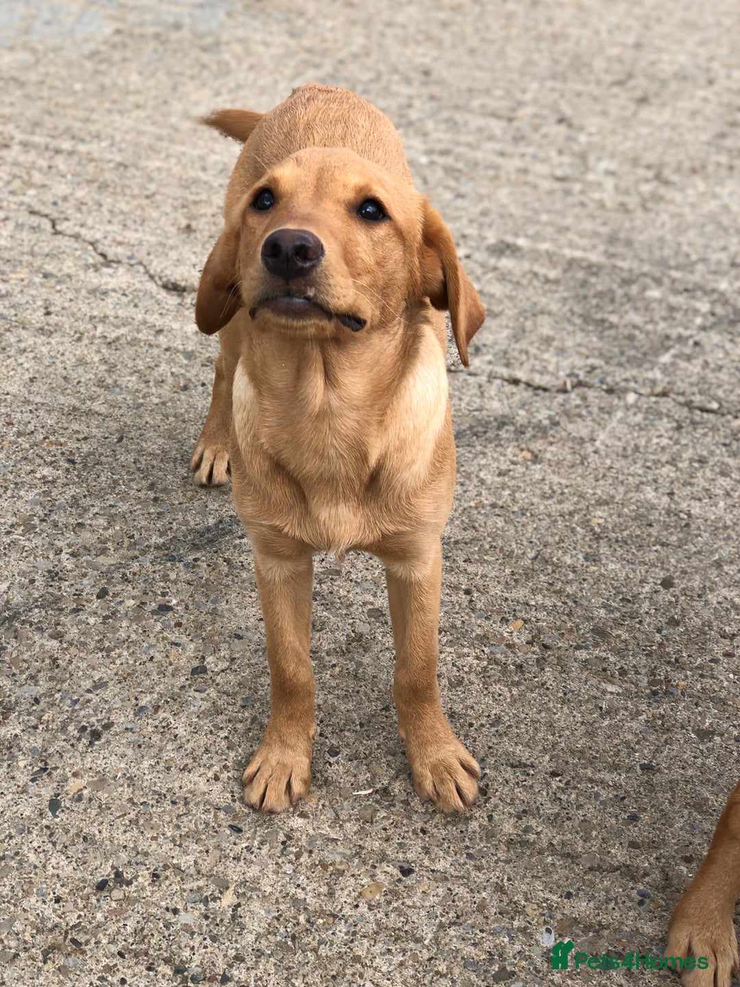Labrador Retriever dogs for sale: Foxred/Yellow Labradors 5* Licensed Breeder in Catterick Garrison - Image 5