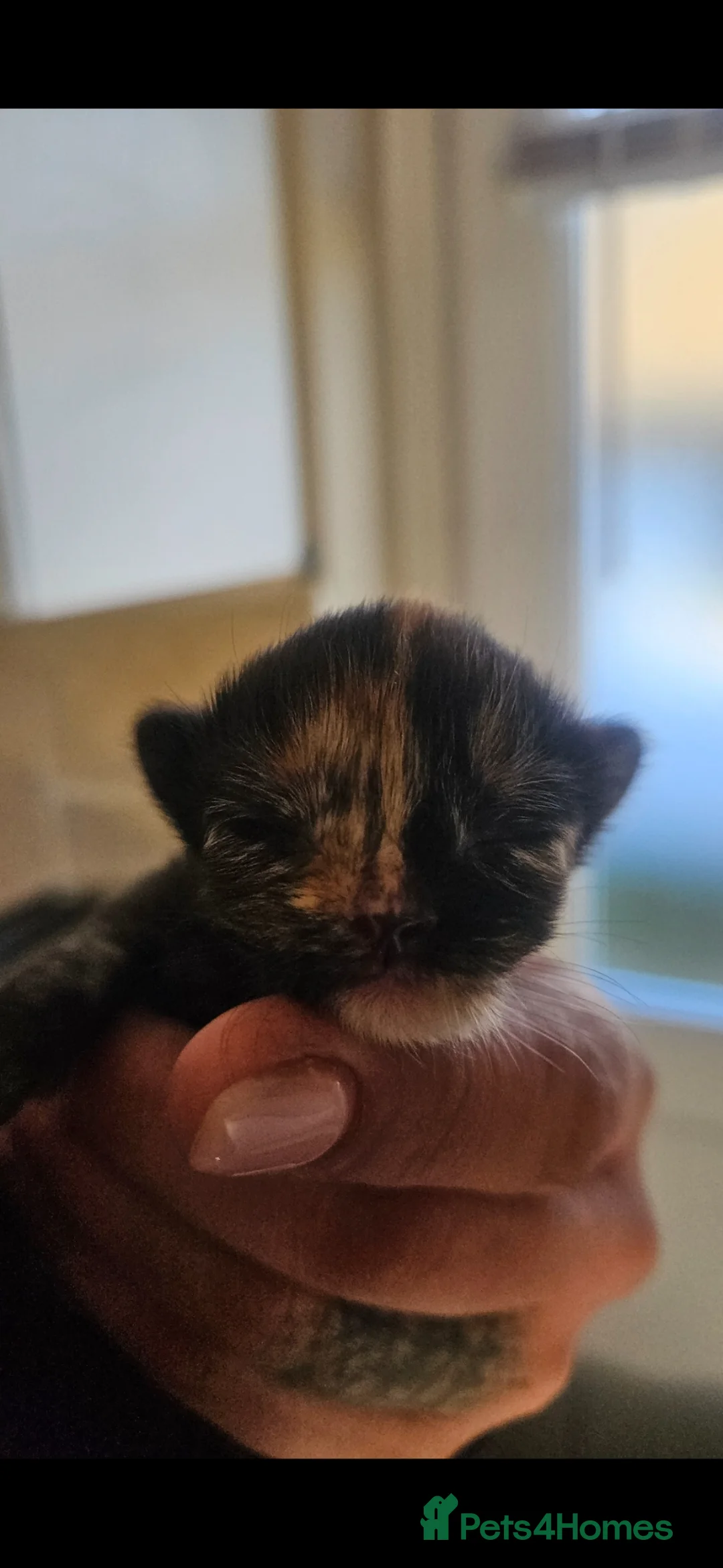 Mixed Breed cats for sale: 1 female kitten - Advert 2