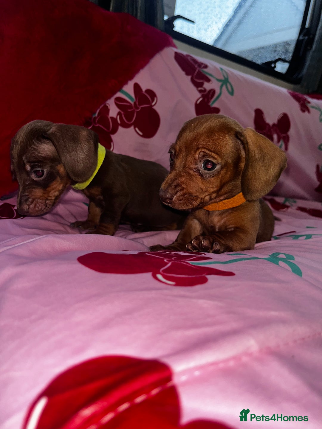 Miniature Dachshund dogs for sale: Miniature dachshund  - Advert 4