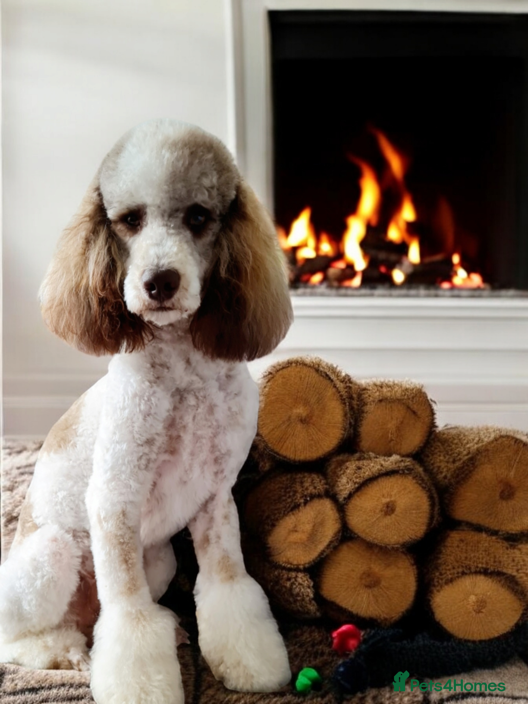 Goldendoodle dogs for stud: FULLY HEALTH TESTED! MOYEN POODLE STUD! in Kettering - Image 7