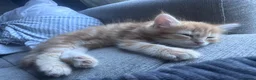 Munchkin cats for sale: Ginger kittens munchkin cross in Robertsbridge - Advert 4