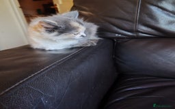 Mixed Breed cats for sale: Cuddly fluffy kittens  - Image 5