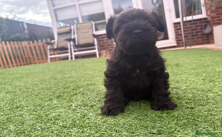 Miniature Schnauzer dogs - Advert 1