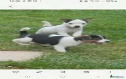 Jack Russell dogs for sale: Jack Russell pups for sale - Image 4