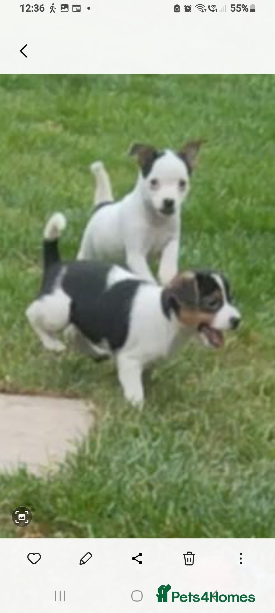 Jack Russell dogs for sale: Jack Russell pups for sale - Image 4