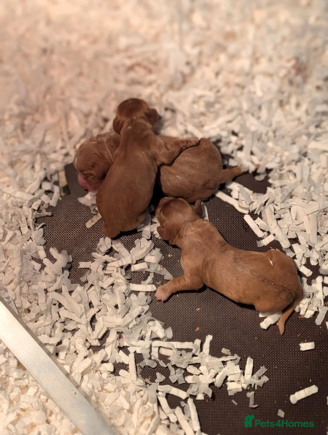Cocker Spaniel dogs for sale: Champion working pedigree Gold/Red Cocker Spaniels in Doncaster - Advert 7