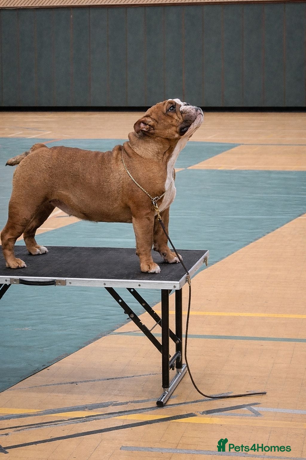 English Bulldog dogs Bulldog puppys - Advert 3