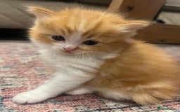 Ragdoll cats for sale: Beautiful ragdoll mix kittens  - Image 4