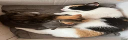Mixed Breed cats for sale: Two beautiful female kittens - Advert 10