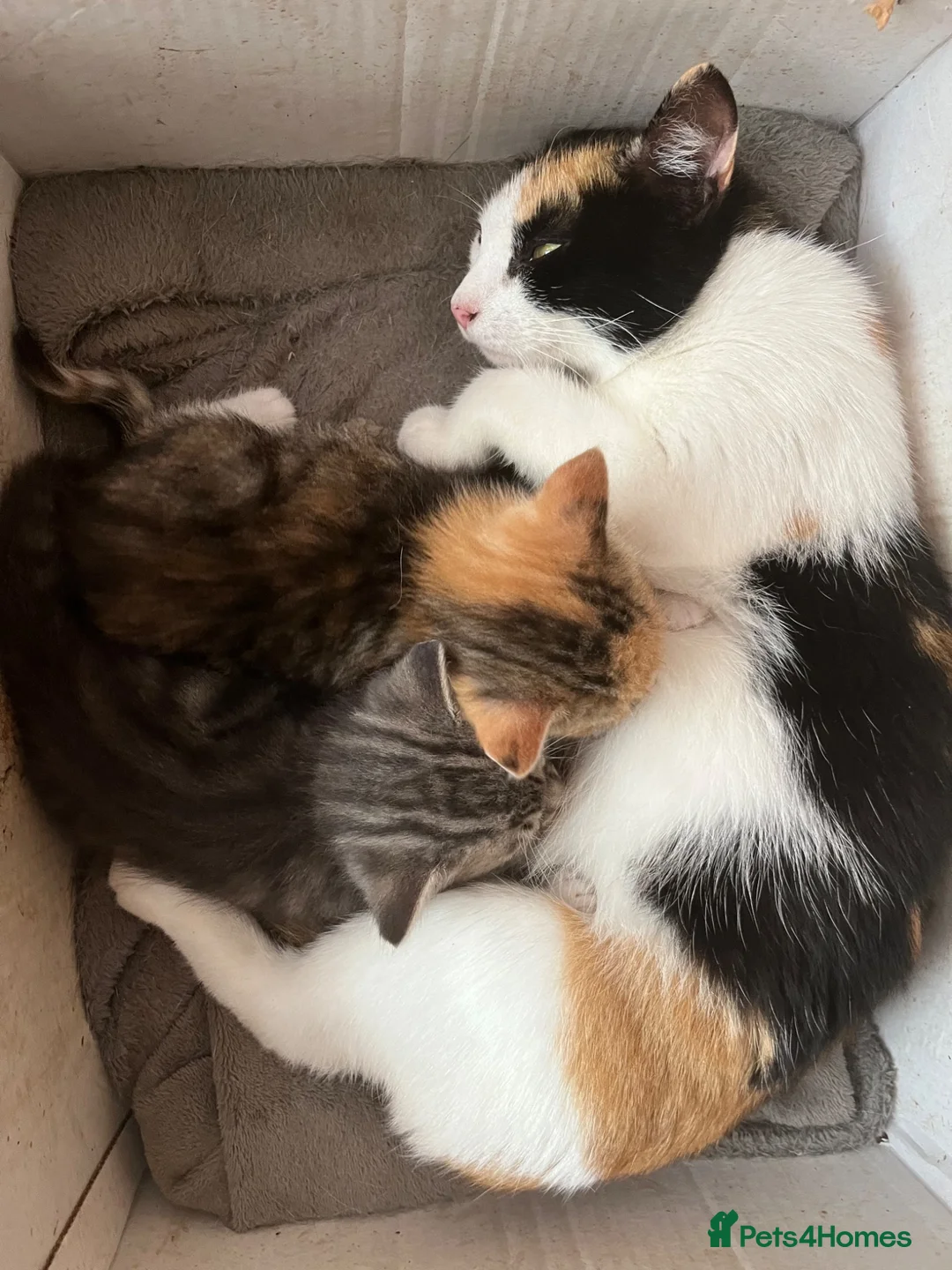 Mixed Breed cats for sale: Two beautiful female kittens - Advert 10