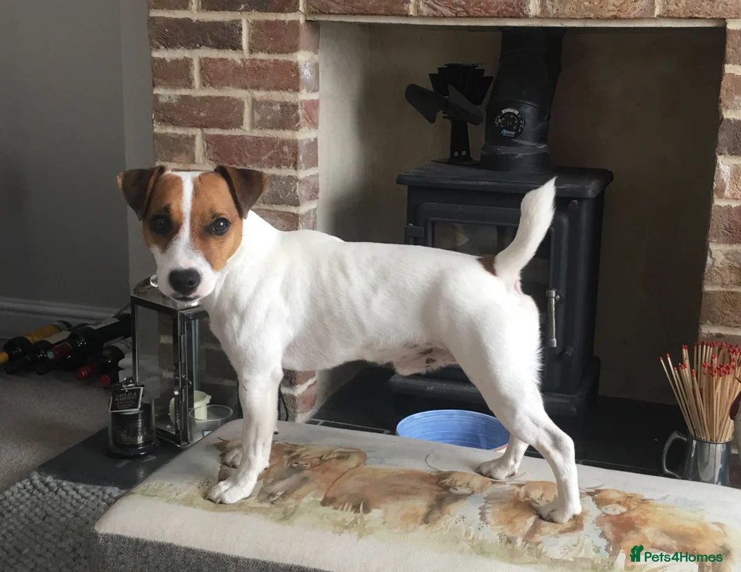 Jack Russell dogs for stud: Jack Russell Terrier proven stud dog  in Kettering - Advert 1