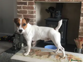 Jack Russell dogs Jack Russell Terrier proven stud dog - Advert 10