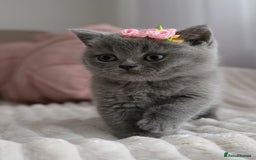 British Shorthair cats for sale: ❤️British Shorthair Kittens GCCF -Ready December  - Image 4