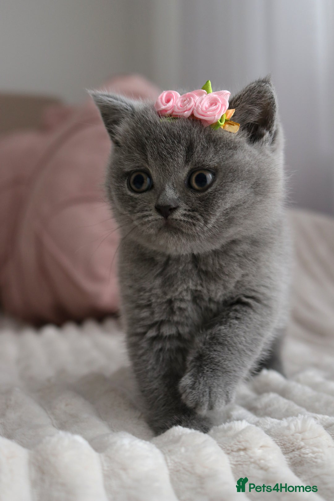 British Shorthair cats for sale: ❤️British Shorthair Kittens GCCF -Ready December  - Image 4