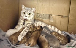 British Shorthair cats for sale: Charming pure BSH kitten - Image 16