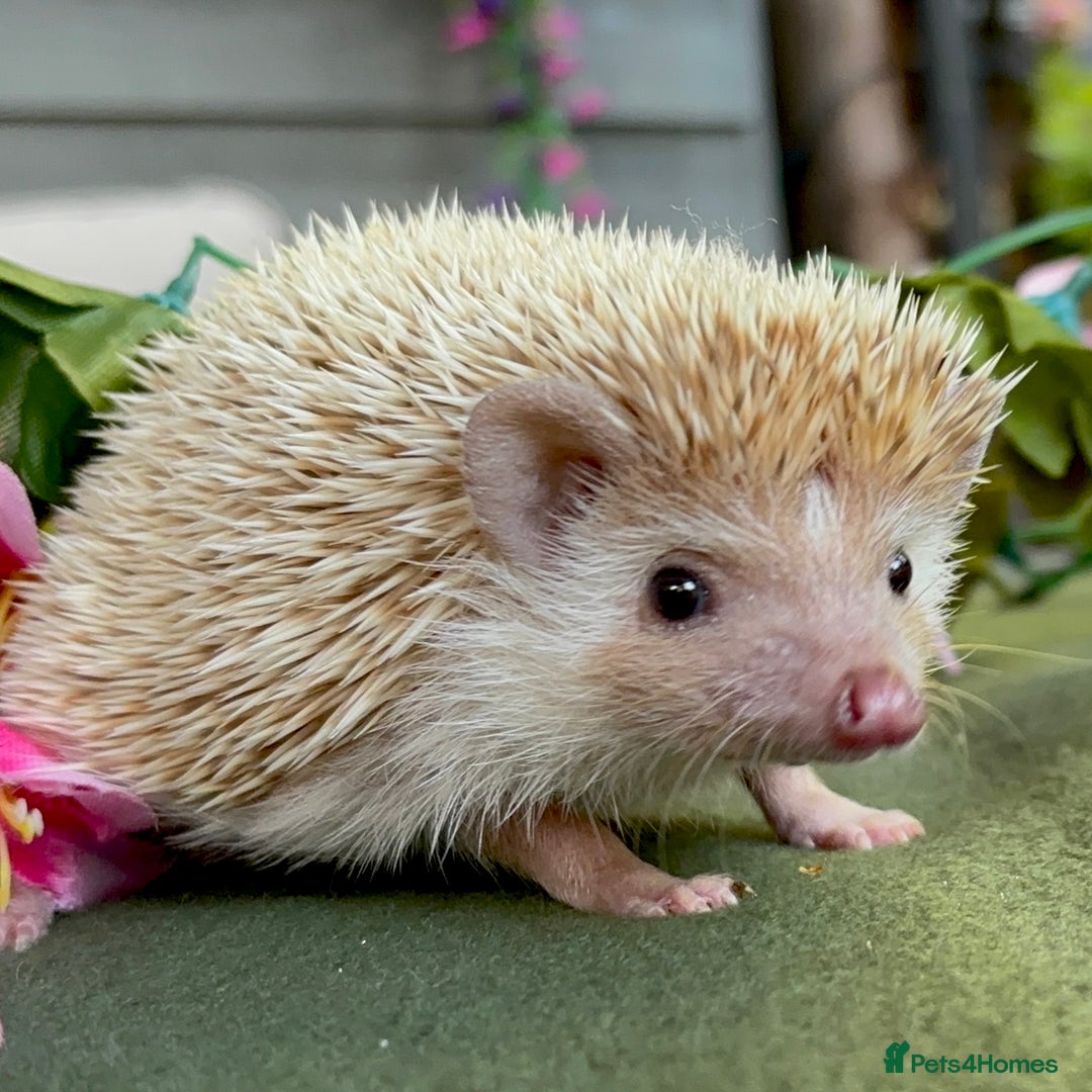 Pygmy Hedgehog rodents for sale: African Pygmy Hedgehog Ethically bred Girl 2 Boys  - Image 11