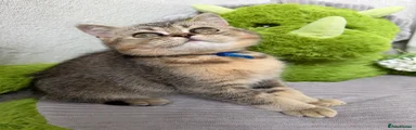 British Shorthair 3