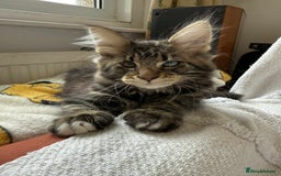 Maine Coon cats for sale: Maine coon - Image 7