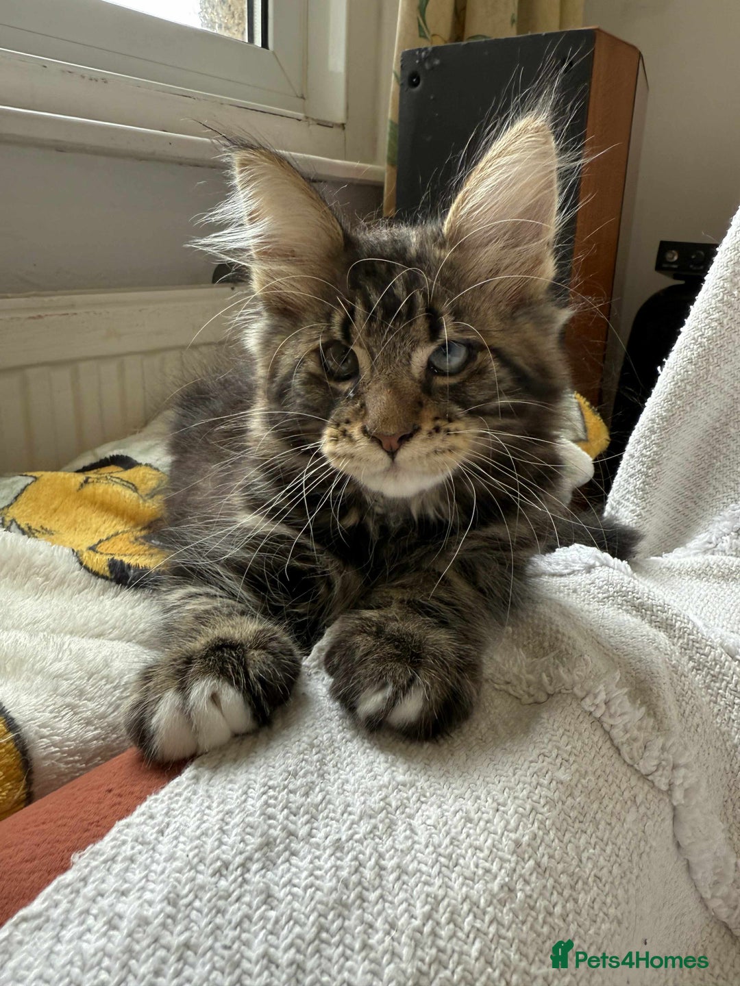 Maine Coon cats for sale: Maine coon - Image 7