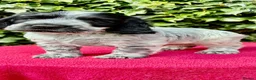 Cocker Spaniel dogs for sale: Show Type Cocker Spaniel Blue Roan - Advert 4