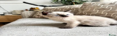 Ragdoll 5
