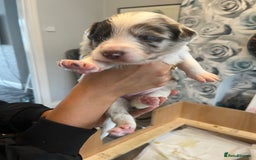 Border Collie dogs for sale: Border Collie pup- Merle, Black, Chocolate, Blonde - Image 4