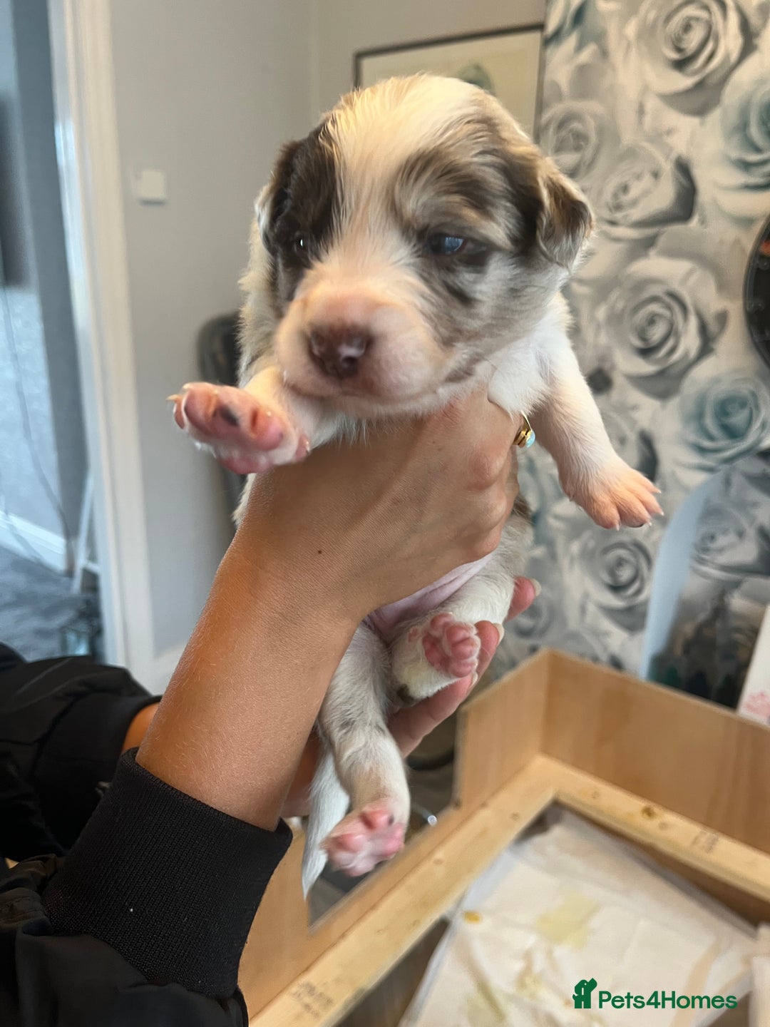 Border Collie dogs for sale: Border Collie pup- Merle, Black, Chocolate, Blonde - Image 4