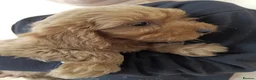 Cockapoo dogs for sale: Beautiful F1 Toy Cockapoo Puppies  - Advert 20