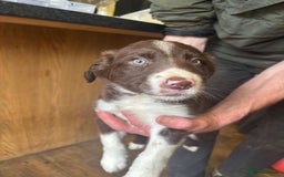 Sprollie dogs for sale: Spollie puppie for sale - Image 3
