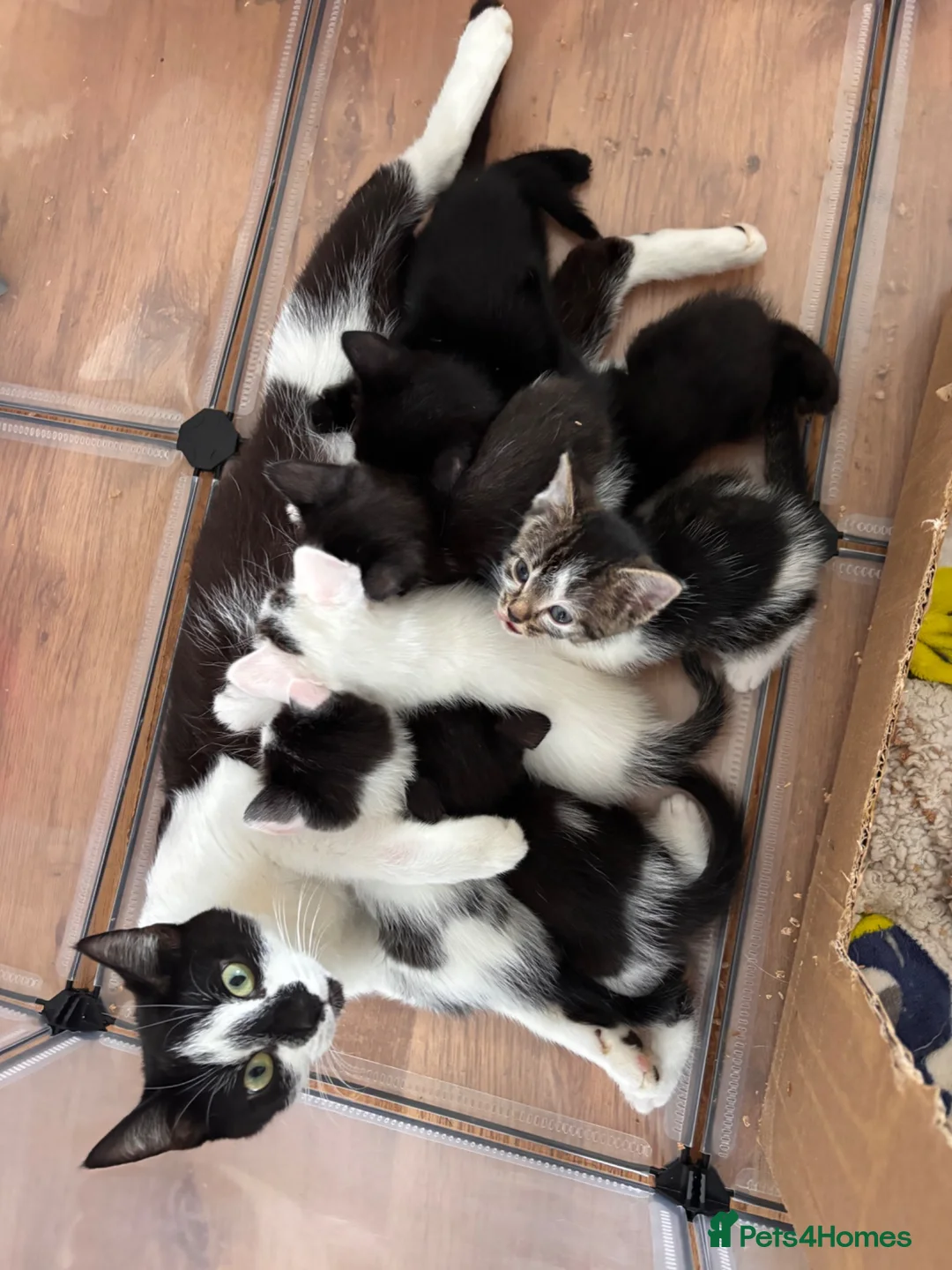 Mixed Breed cats for sale: Beautiful kittens looking for their forever homes - Advert 2