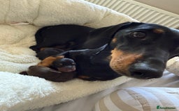 Miniature Dachshund dogs for sale: Two beautiful mini dash’s  - Image 21