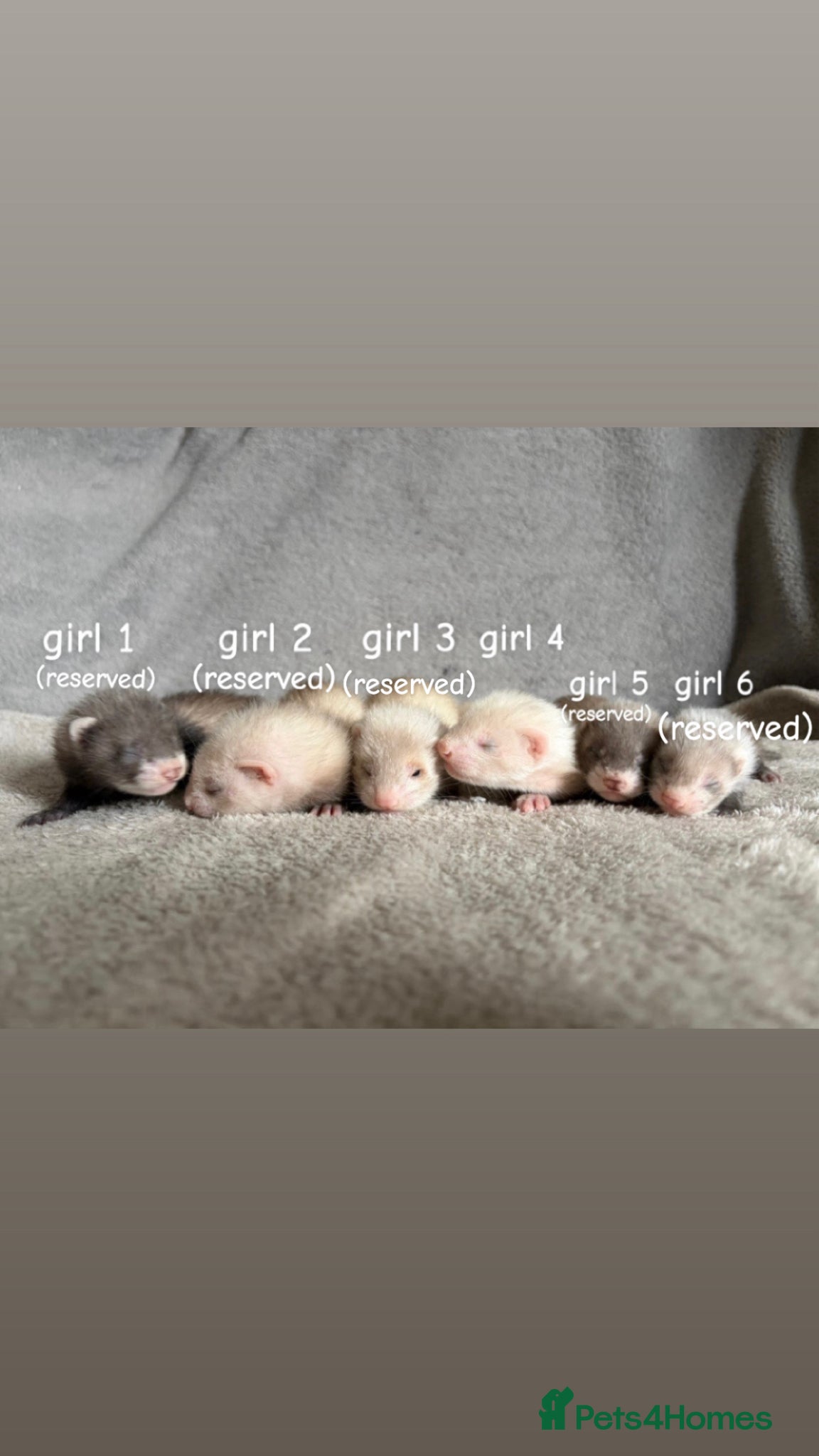 Ferret rodents Baby Ferrets For Sale - Advert 9