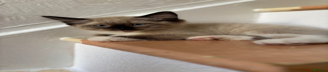 Ragdoll Kitten 3