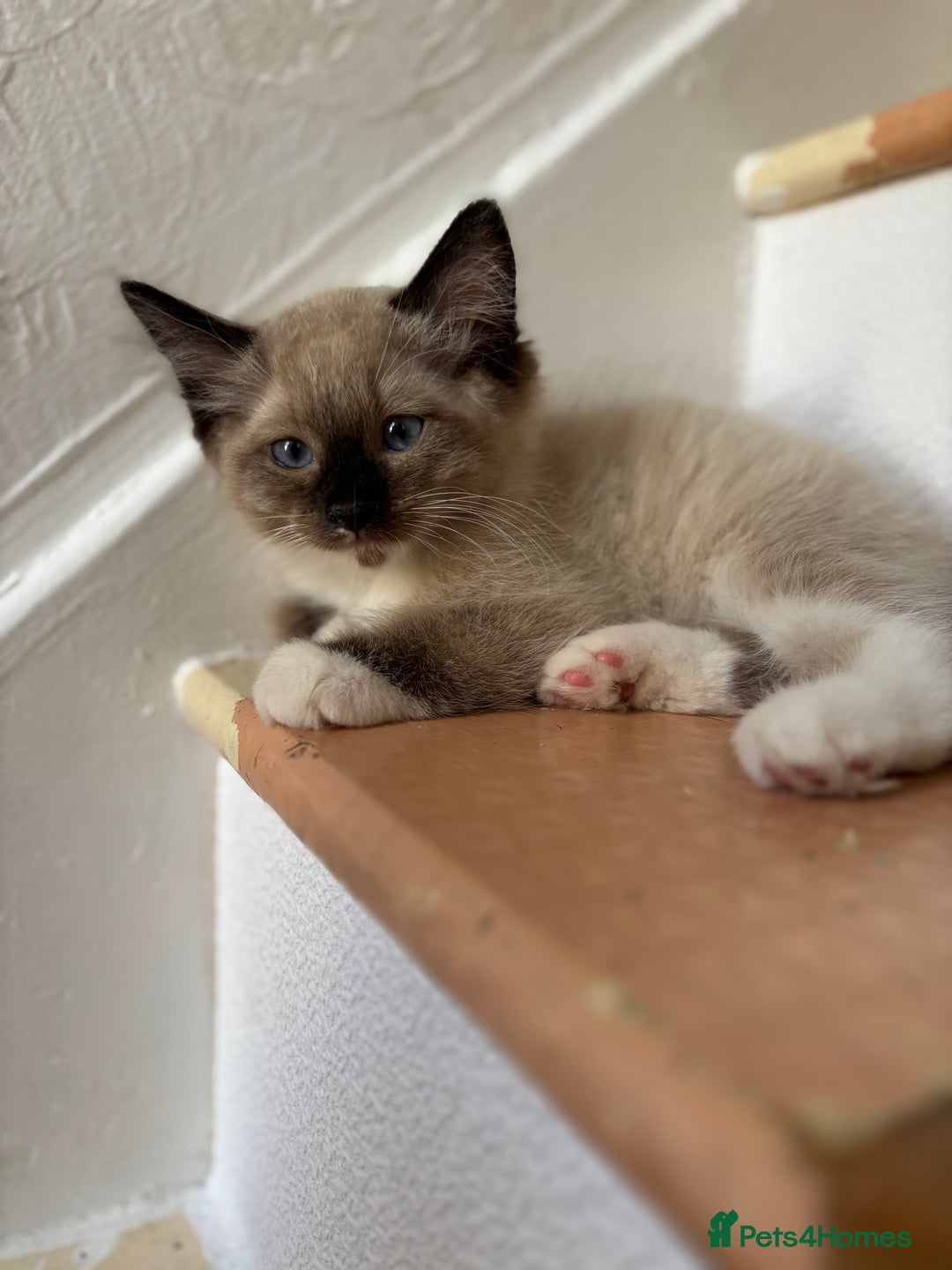 Ragdoll cats for sale: Ragdoll cross kittens looking for forever homes - Image 7
