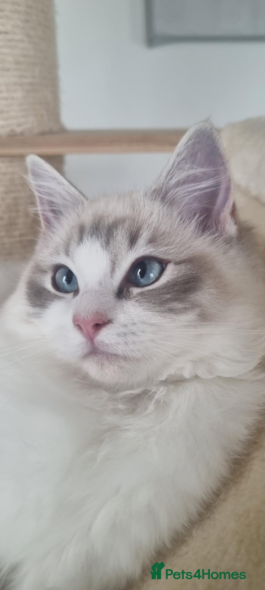 Ragdoll cats 💕Beautiful TICA registered  Ragdolls Kittens 💕 - Advert 3