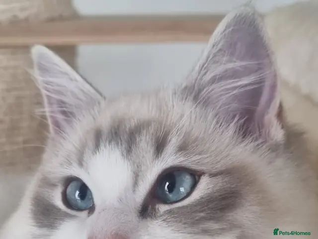 Ragdoll cats 💕Beautiful TICA registered Ragdolls Kittens 💕 - Advert 3