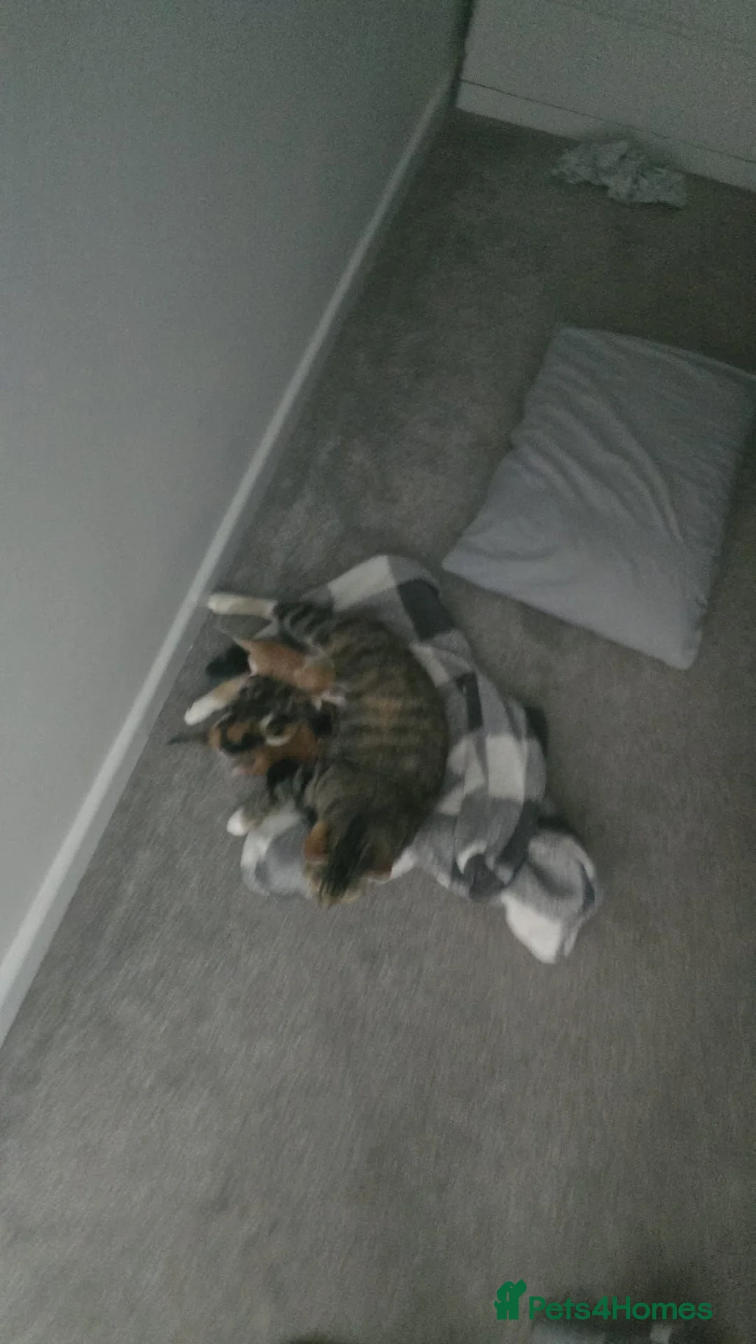Mixed Breed cats for sale: Three tabby kittens  - Advert 8