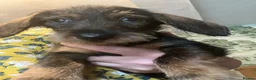 Dachshund dogs for sale: Wirehaired Dachshund Teckel KC registered puppies  - Advert 6