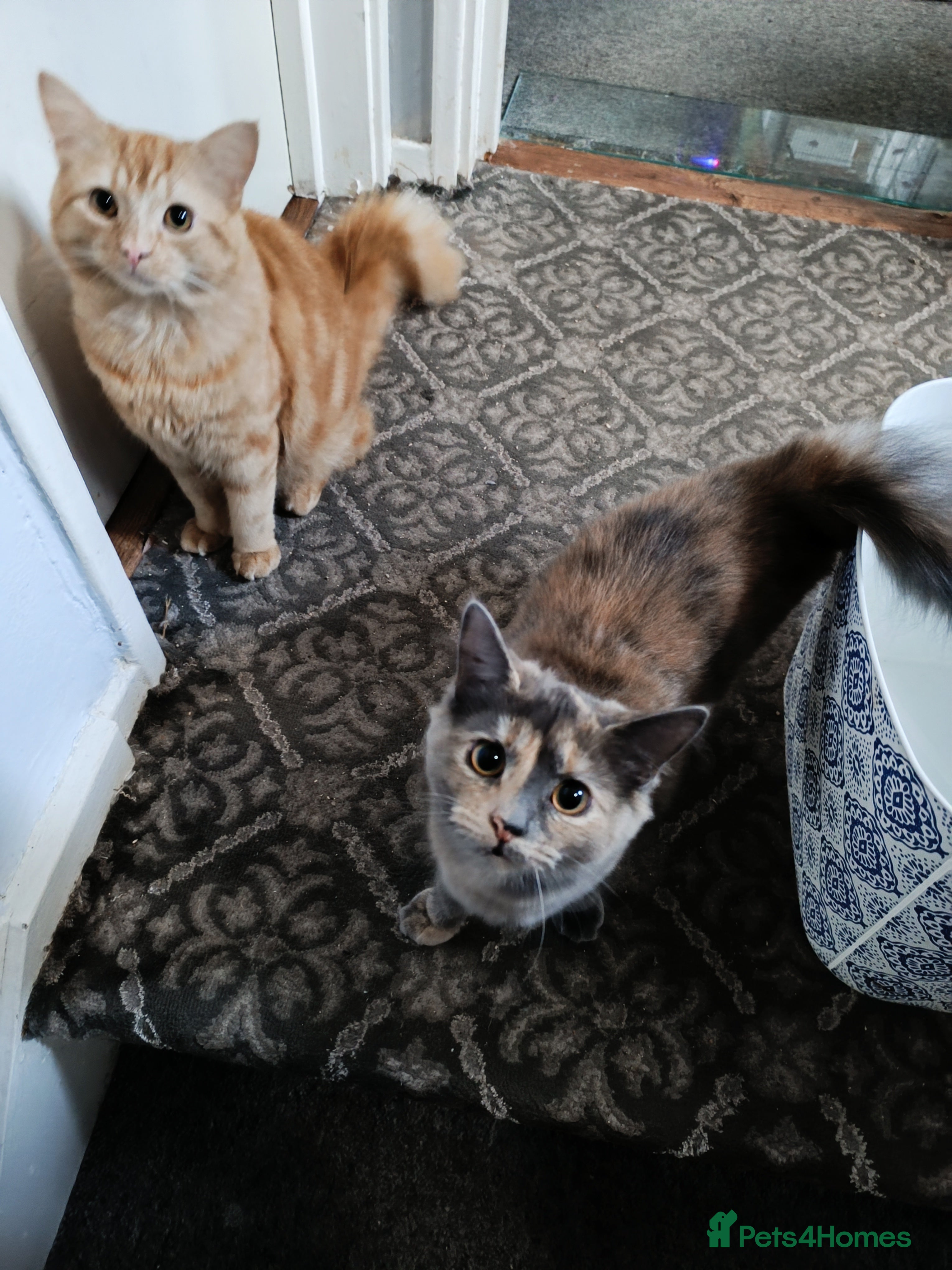 Mixed Breed cats Maine coon X ragdoll X English short haired  - Advert 11