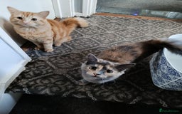 Mixed Breed cats for sale: Maine coon X ragdoll X English short haired  - Advert 2