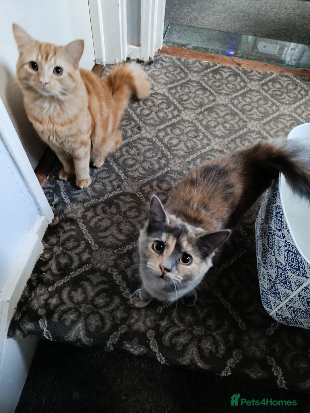 Mixed Breed cats for sale: Maine coon X ragdoll X English short haired  - Advert 2