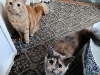 Mixed Breed cats Maine coon X ragdoll X English short haired - Advert 10