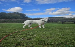 Mixed Breed dogs for adoption: Izzy  - Image 17