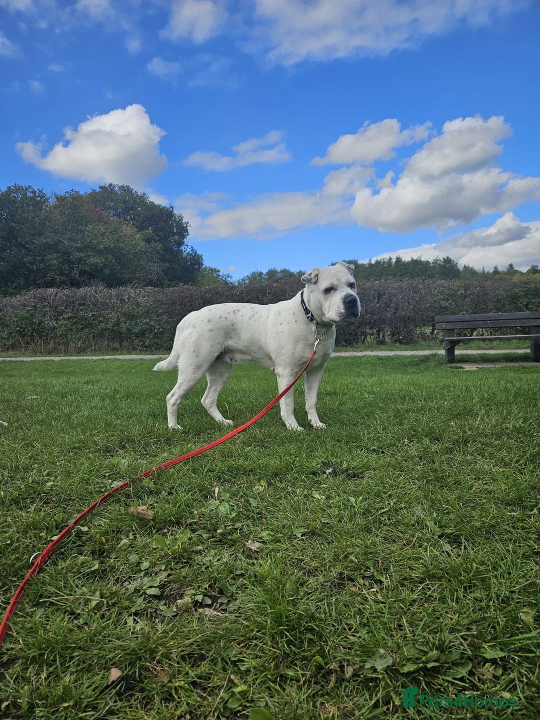 Mixed Breed dogs for adoption: Izzy  - Image 17