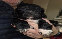 Cocker Spaniel dogs for sale: Stunning Cocker Spaniel Pups from Working Heritage - Image 12